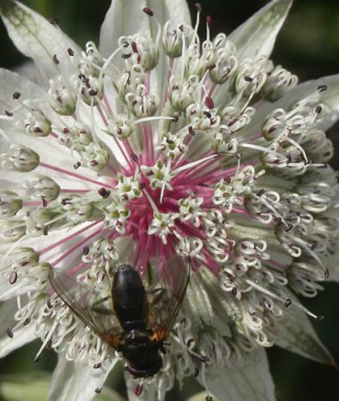 Sixt-Passy Nature Reserve