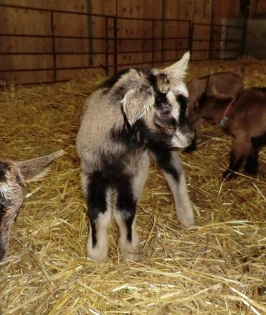 Gastronomy and Local Produce