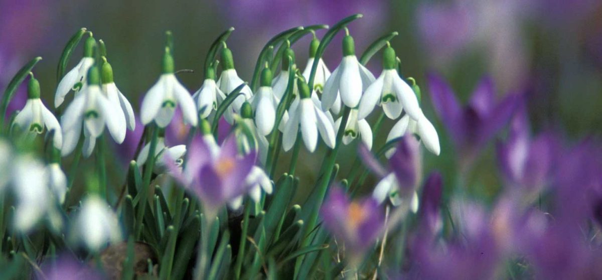 The dazzling nature of the Haut-Giffre in spring: a floral walk!