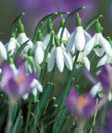 The dazzling nature of the Haut-Giffre in spring: a floral walk!