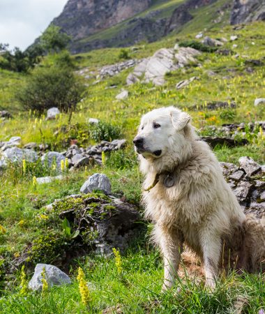 The livestock guardian dog, a dog like no other