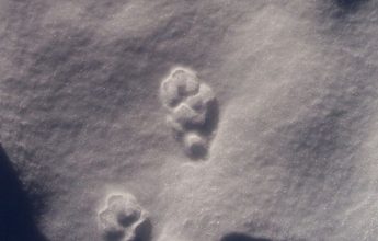 Snowshoeing : “Panorama and animal tracks”