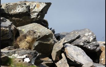 Hike with the marmots