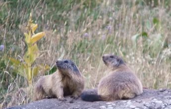 Marmots are waking up: guided walk with Mathias Mercier