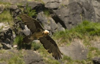 Bird watching : the bearded vulture
