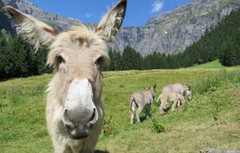 Hike: Les Fonts refuge and mountain pasture