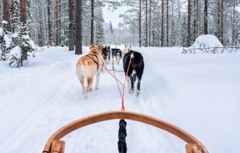 Child dogs sledge