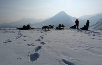 Family dog sledding experience