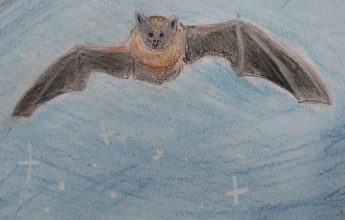 Discovery of the Night Wildlife