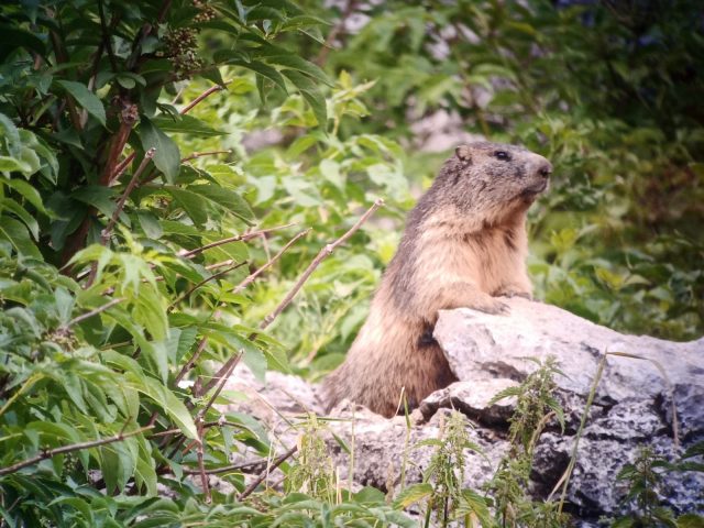 Picnic day with marmots and chamois_Taninges