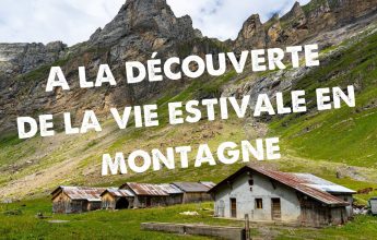 A la découverte de la vie estivale en montagne