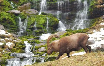 Monitoring and tracking large mammals