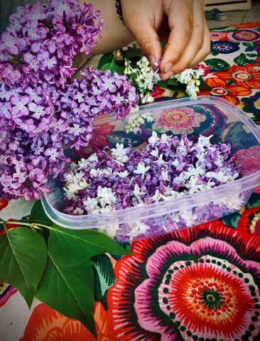 Balade «Floraison d’histoires», la magie des plantes_Mieussy