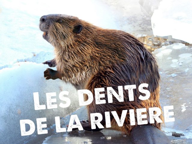 The teeth of the river_Morillon