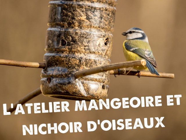 The Bird Feeder Workshop_Morillon