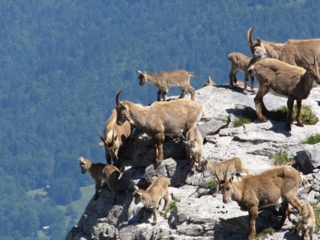 Samoëns Guides’ Company_Samoëns