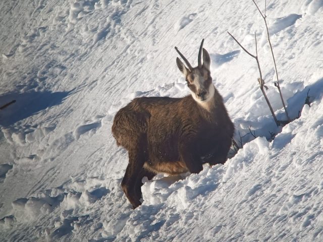 Snowshoeing and picnic day with the chamois_Taninges