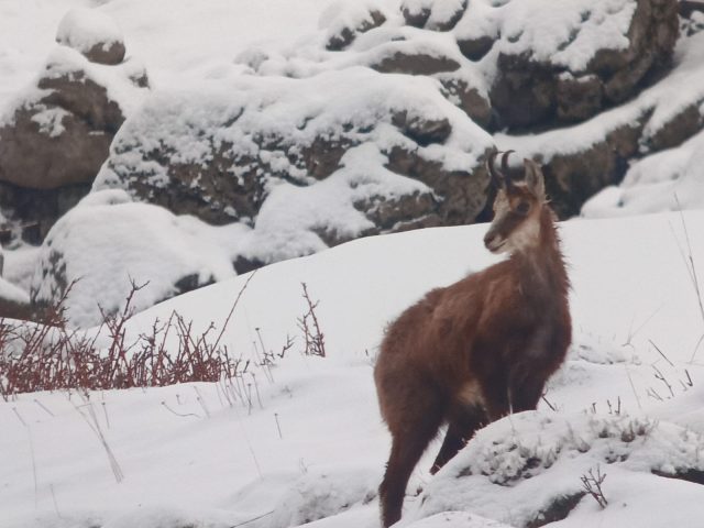 Snowshoeing and picnic day with the chamois_Taninges