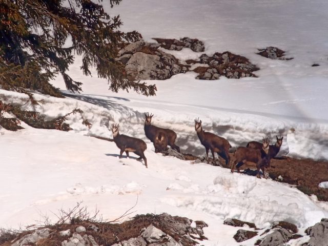 Snowshoeing day with Swiss fondue in a private chalet_Morillon