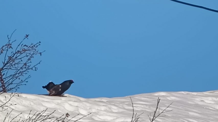 Guided snowshoe hikes: panoramic views and mountain stories_Sixt-Fer-à-Cheval