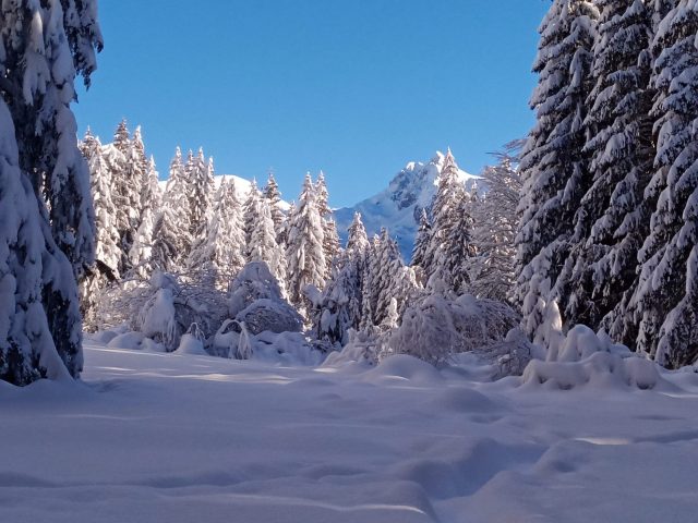 Guided snowshoe hikes: Forest wildlife observation_Taninges