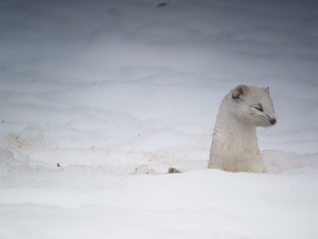 Guided snowshoe hikes: Forest wildlife observation_Taninges
