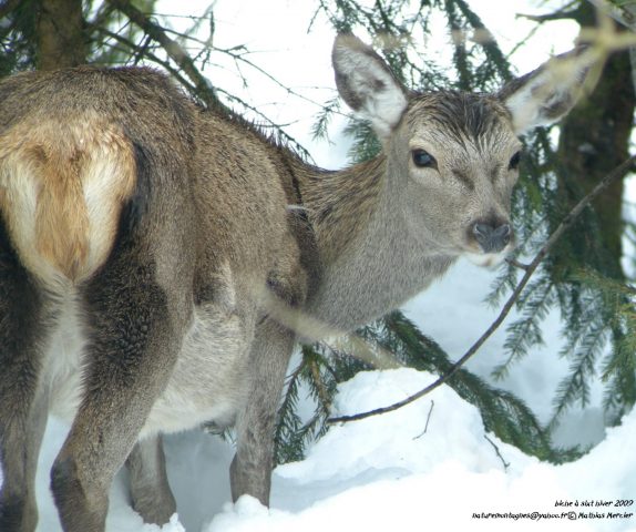 Guided snowshoe hikes: Forest wildlife observation_Taninges