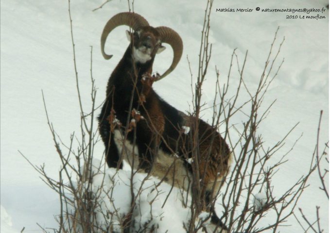 Guided snowshoe hikes: Forest wildlife observation_Taninges