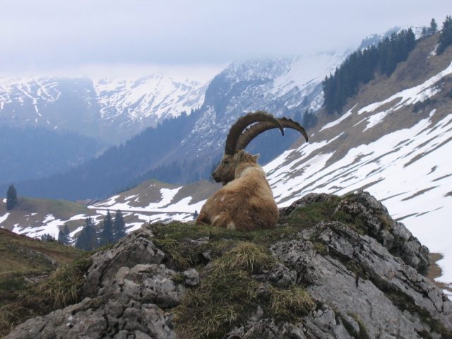 Snowshoe trekking: Ibex observation and nature reserve_Sixt-Fer-à-Cheval