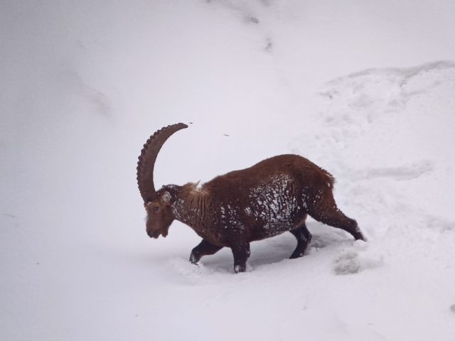 Snowshoe trekking: Ibex observation and nature reserve_Sixt-Fer-à-Cheval