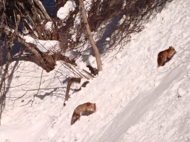 Guided snowshoe hikes: life in the mountains_Sixt-Fer-à-Cheval