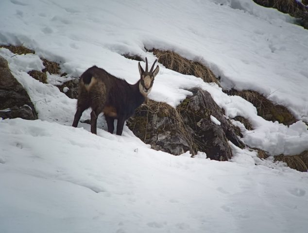 Guided snowshoe hikes: life in the mountains_Sixt-Fer-à-Cheval