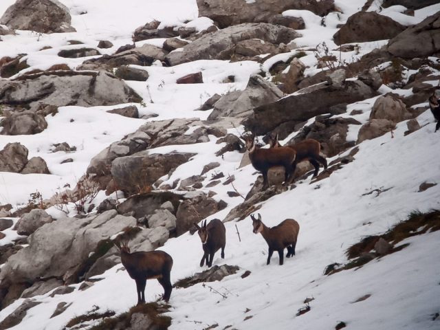 Guided snowshoe hikes: life in the mountains_Sixt-Fer-à-Cheval