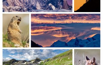 Exposition de photos animalières