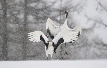 Japanese wildlife photo exhibition