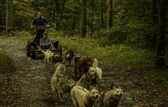 Cani Kart