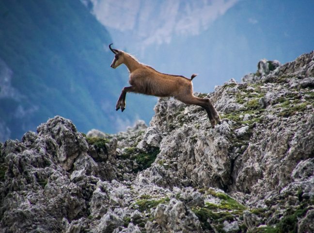 Guided hiking tours, special discovery_Samoëns
