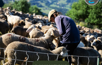 A Visit to the Mountain Pastures – Meeting a Herd and Its Mountain Dogs