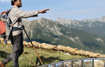 Film Discussion – Herd Protection Dogs