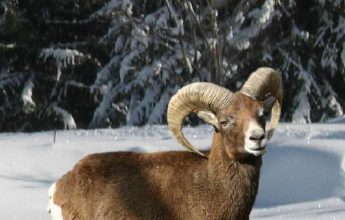 Snowshoeing : “Mouflons”