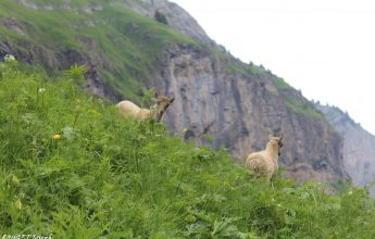 Hiking itinerary: Grande Traversée des Alpes – GR 5 – Stage: Samoëns – Chalet d’Anterne